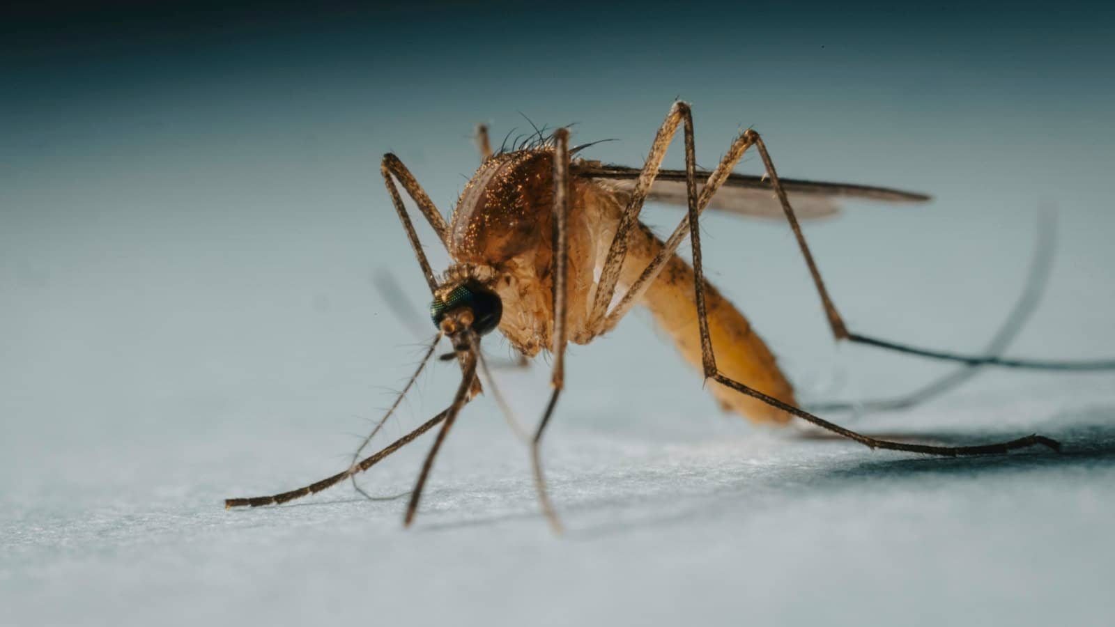 Dengue: sintomas, sinais de alarme e o que fazer