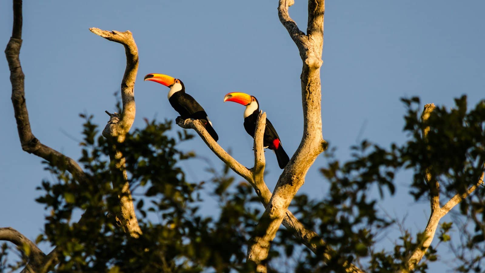 Pantanal e Bonito: cuidados de saúde na viagem