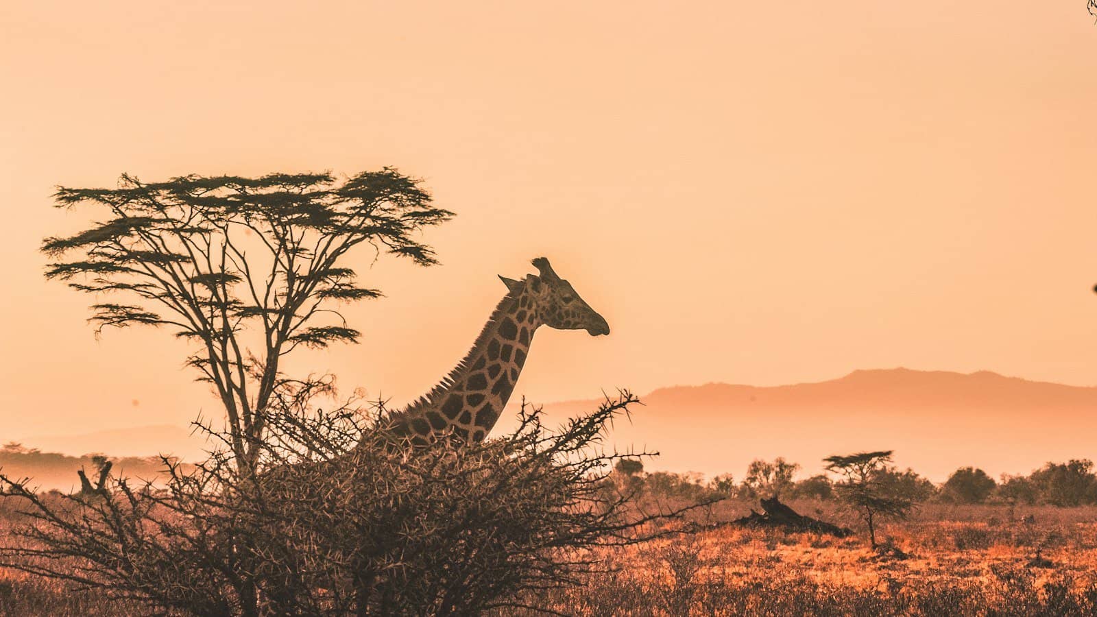 Malária e febre amarela: cuidados na viagem para a África