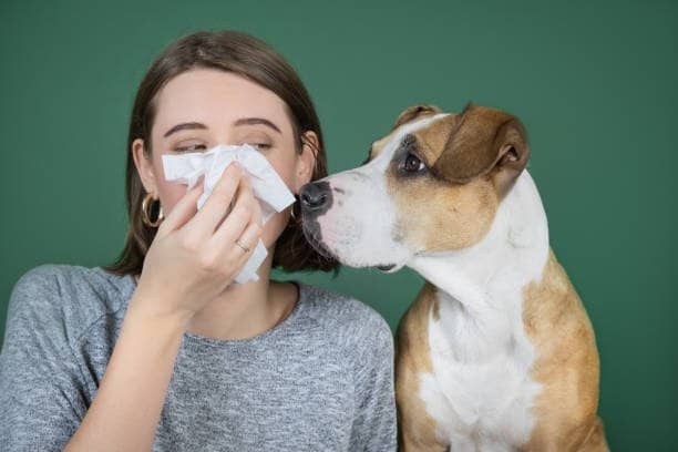 Alergia a cachorro e gato: sintomas e como conviver